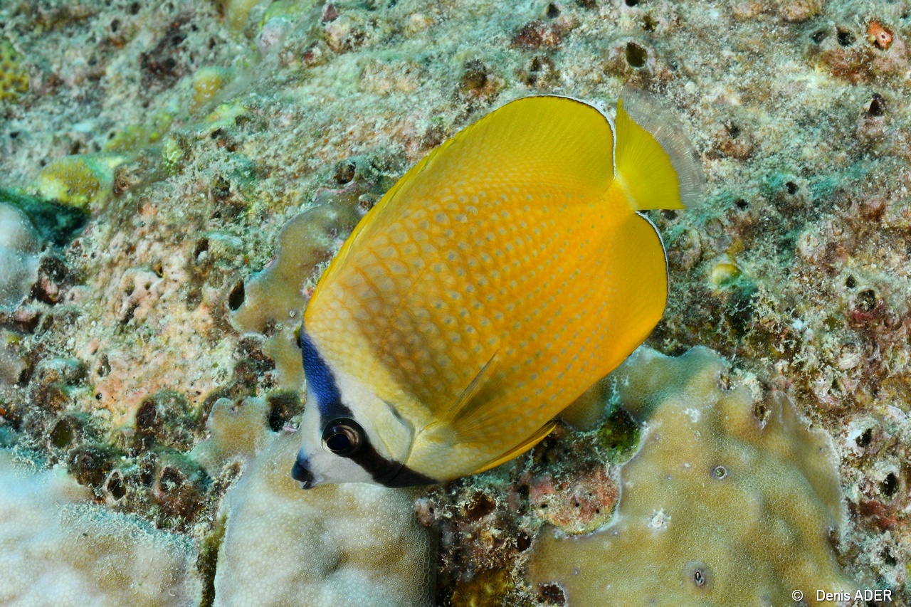 Chaetodon-kleinii Poisson papillon de Klein-Praslin Rocher St Pierre-11m-20190611-Denis-ADER-DSC_9109_tn.jpg